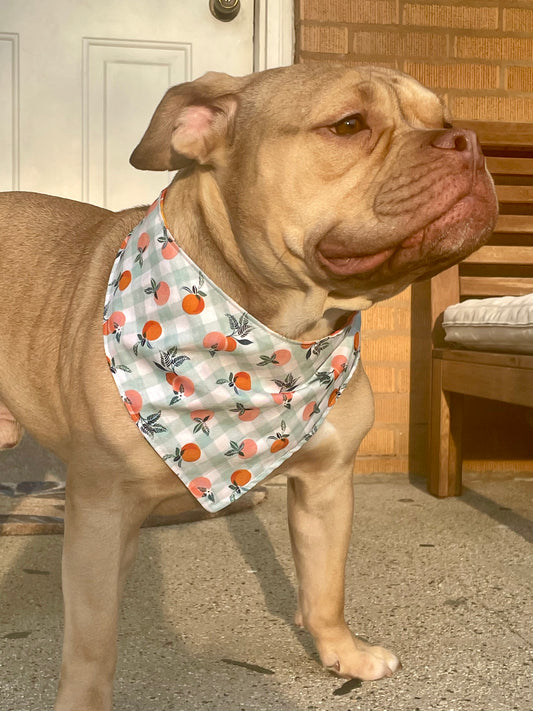 Peachy Pet Bandana