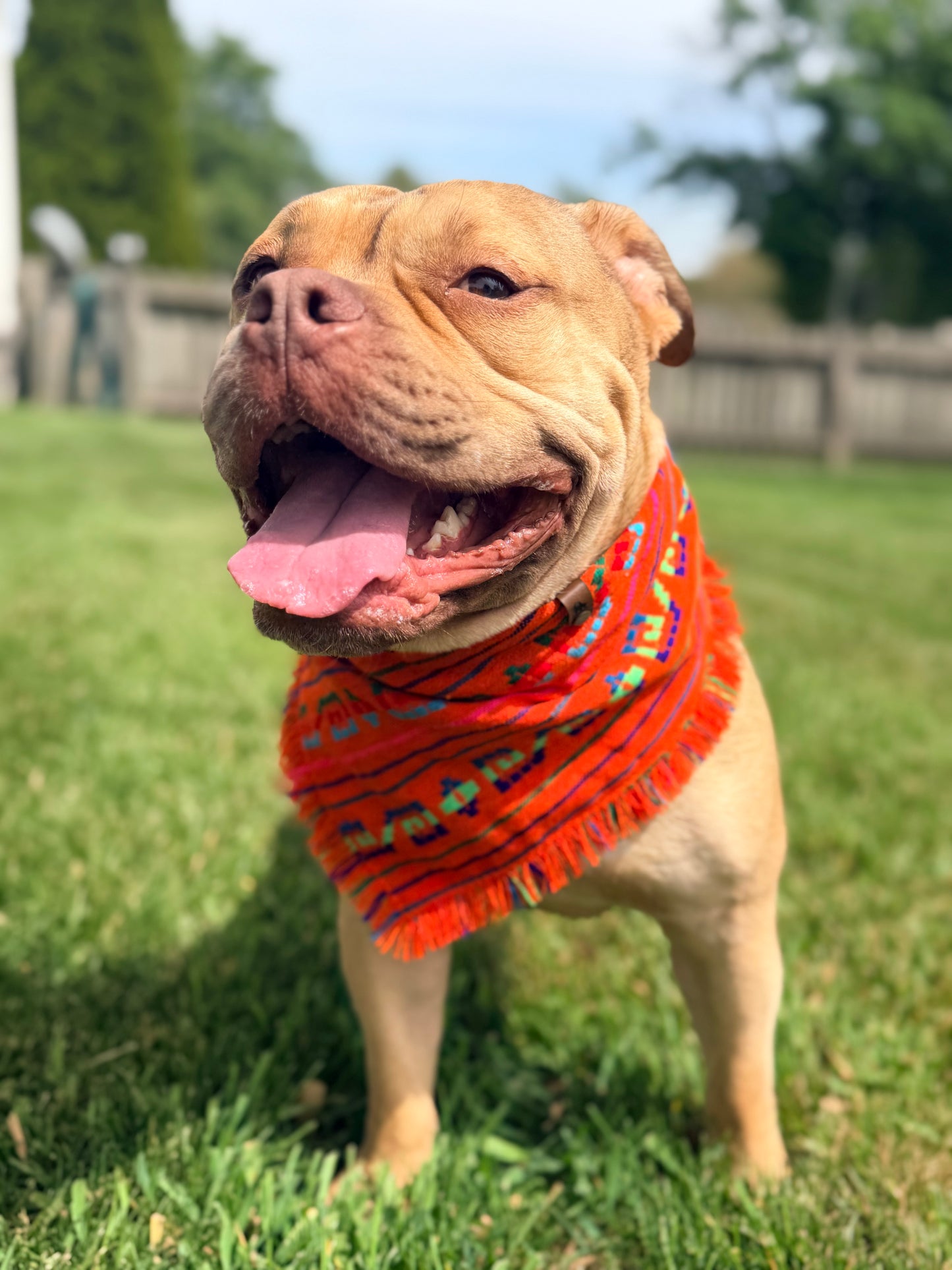 Naraxa Cambaya bandana