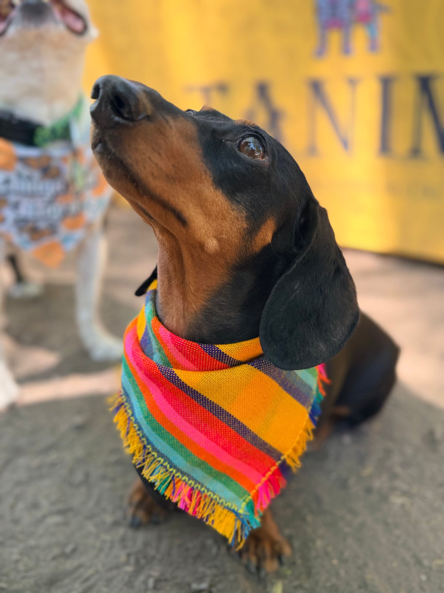Tsïpambiti Cambaya Bandana