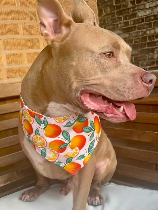 Peachy Pet Bandana