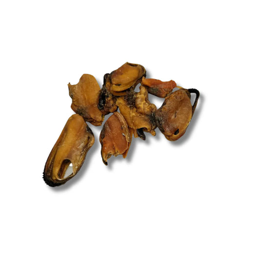 Mariscos | Green Lipped Mussels