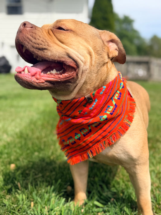 Naraxa Cambaya bandana
