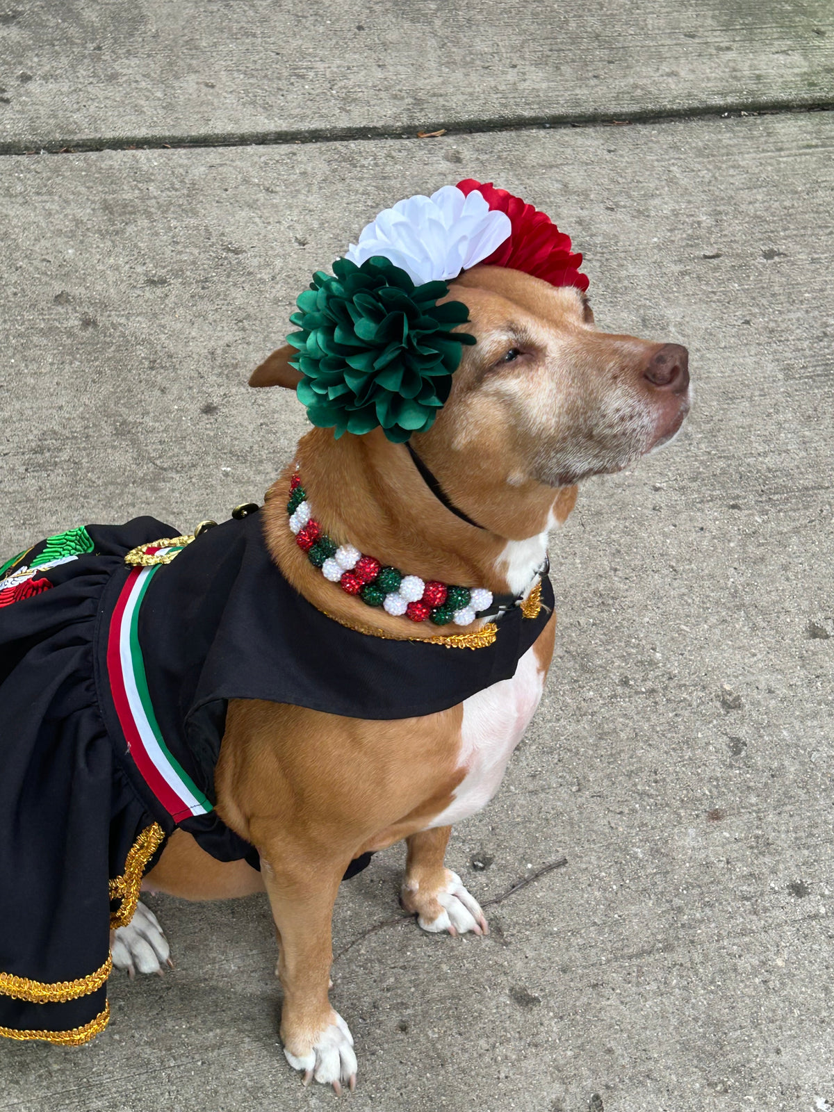 Bordado Mariachi Dress