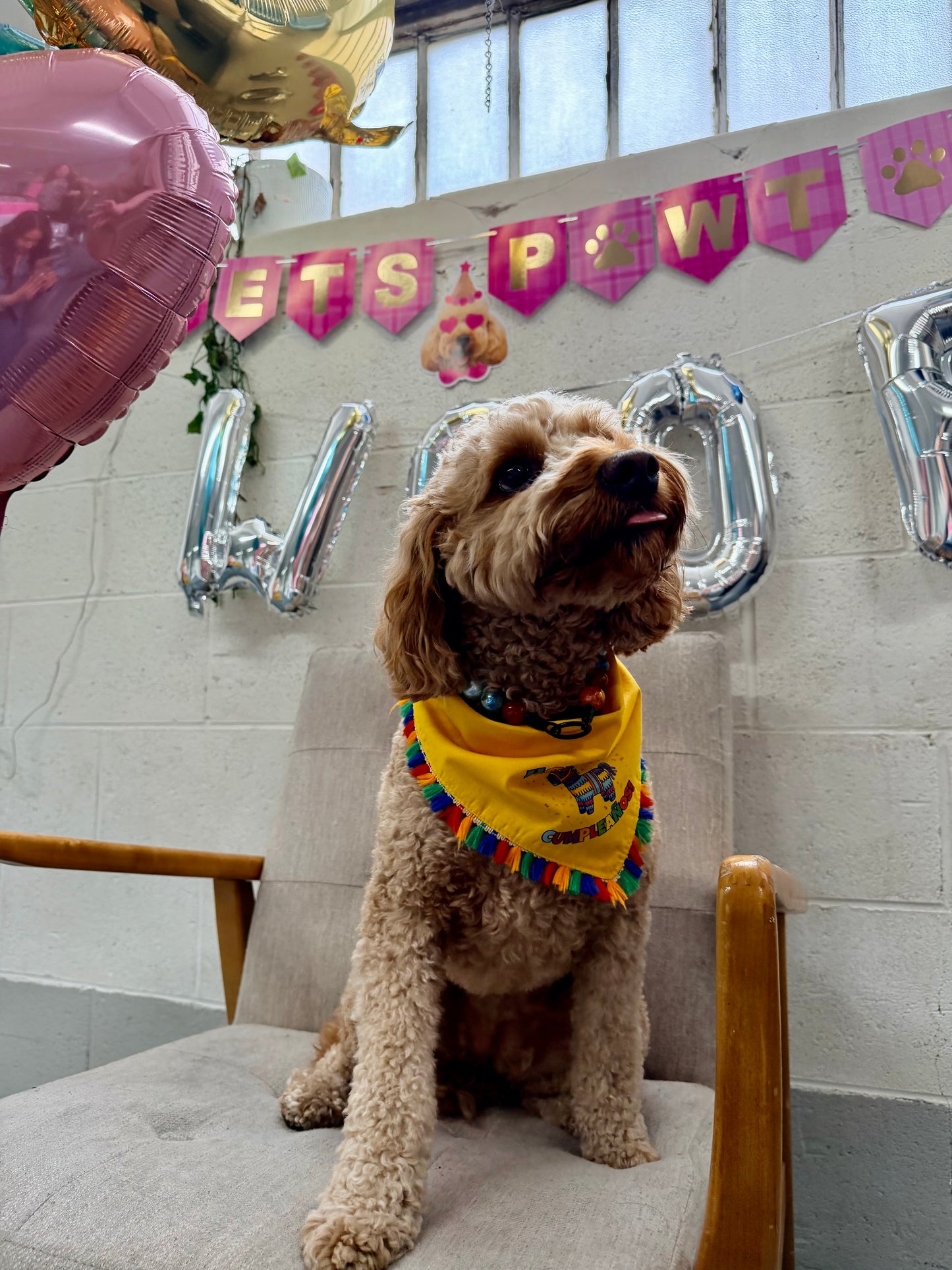 Hoy es mi cumpleaños pet bandana