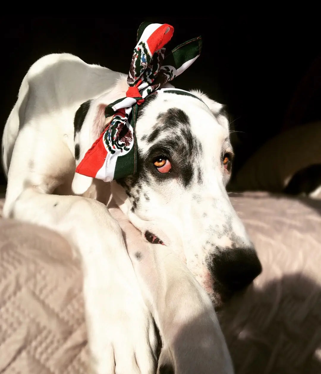 Prefiero estar en casa con mi perro