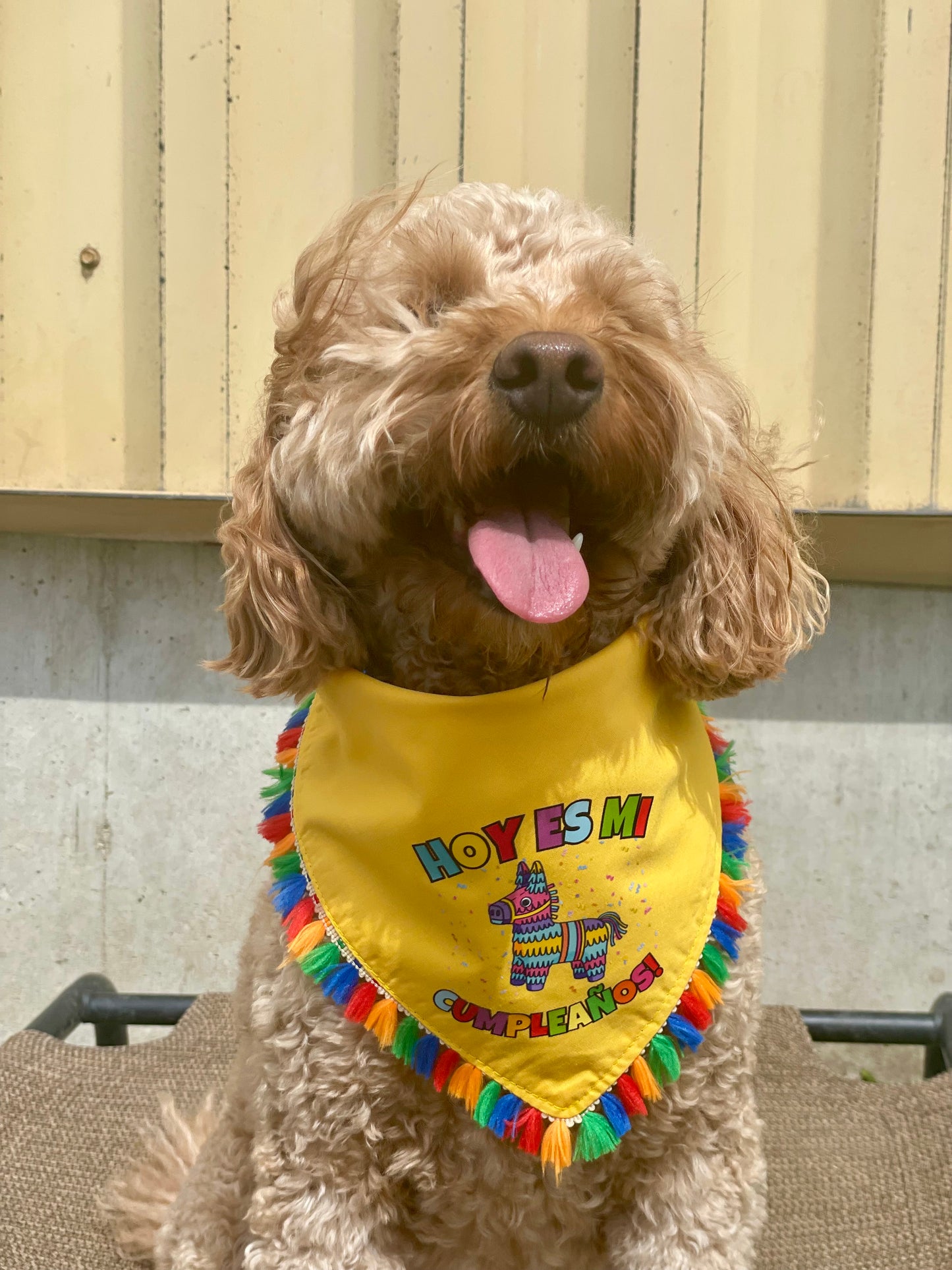 Hoy es mi cumpleaños pet bandana