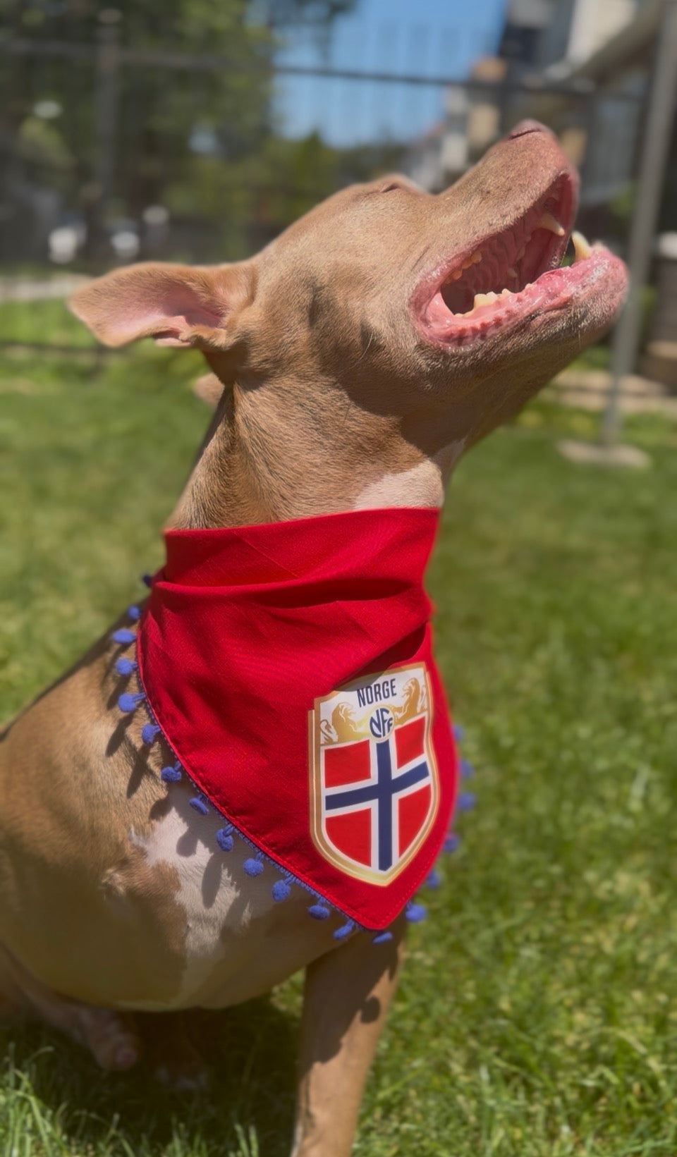 Norway Pom Pom bandana