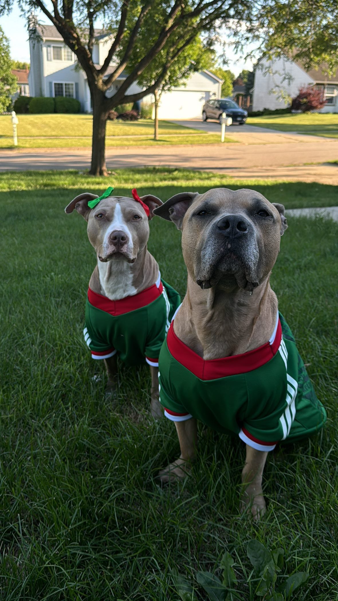 GREEN Selección México Pet Jersey