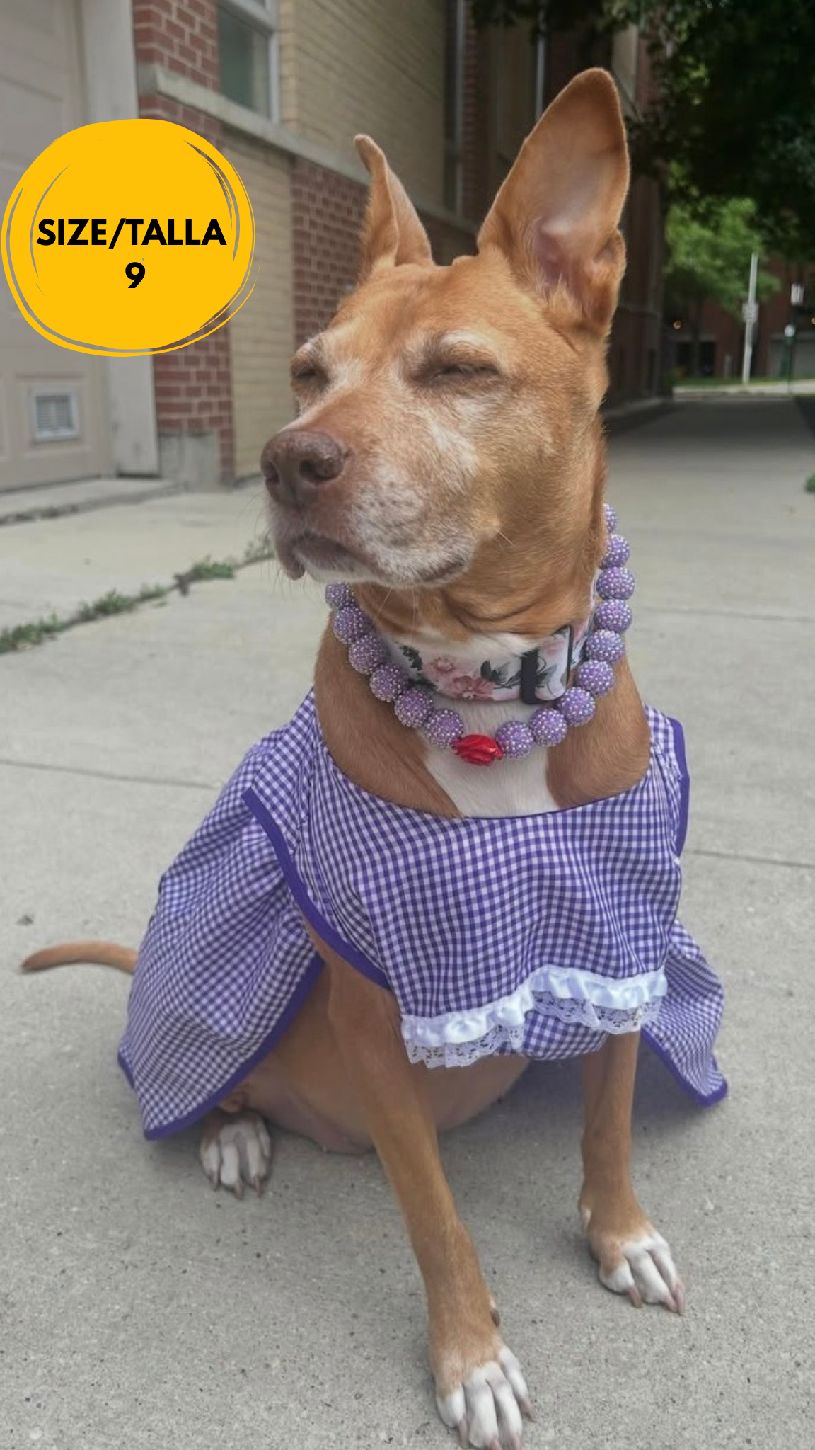 “La Dona” Pet Mandil