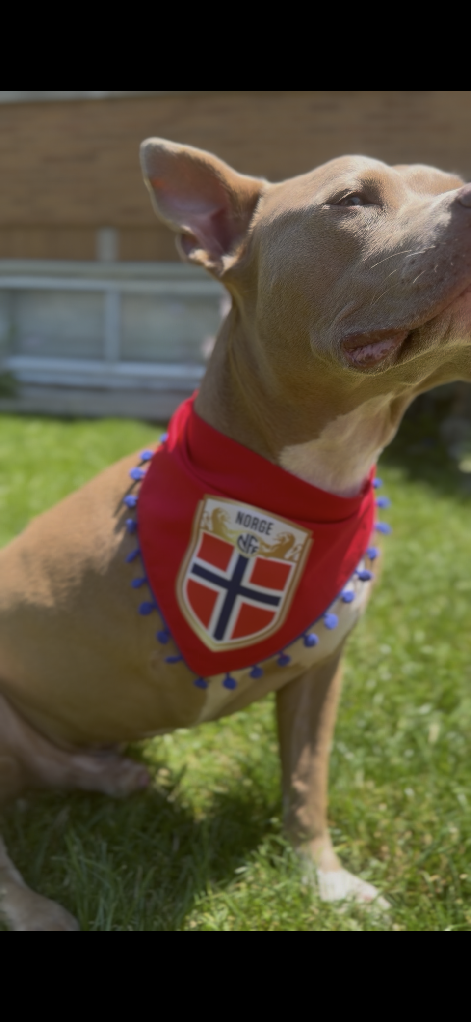 Norway Pom Pom bandana