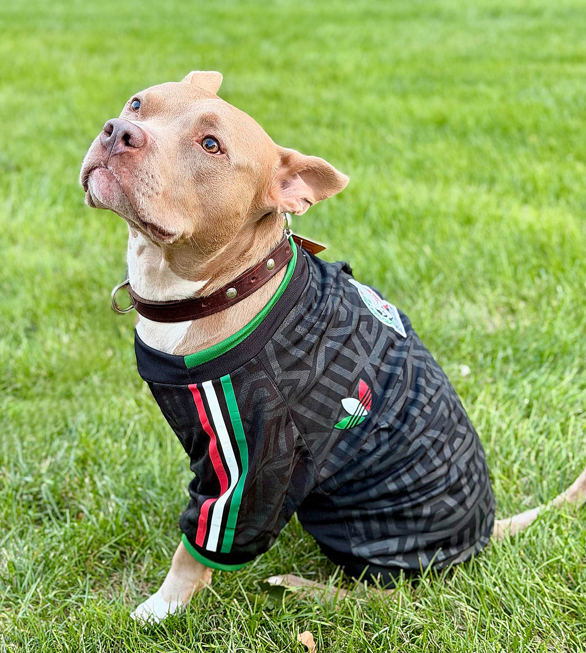 Black Selección México Pet Jersey